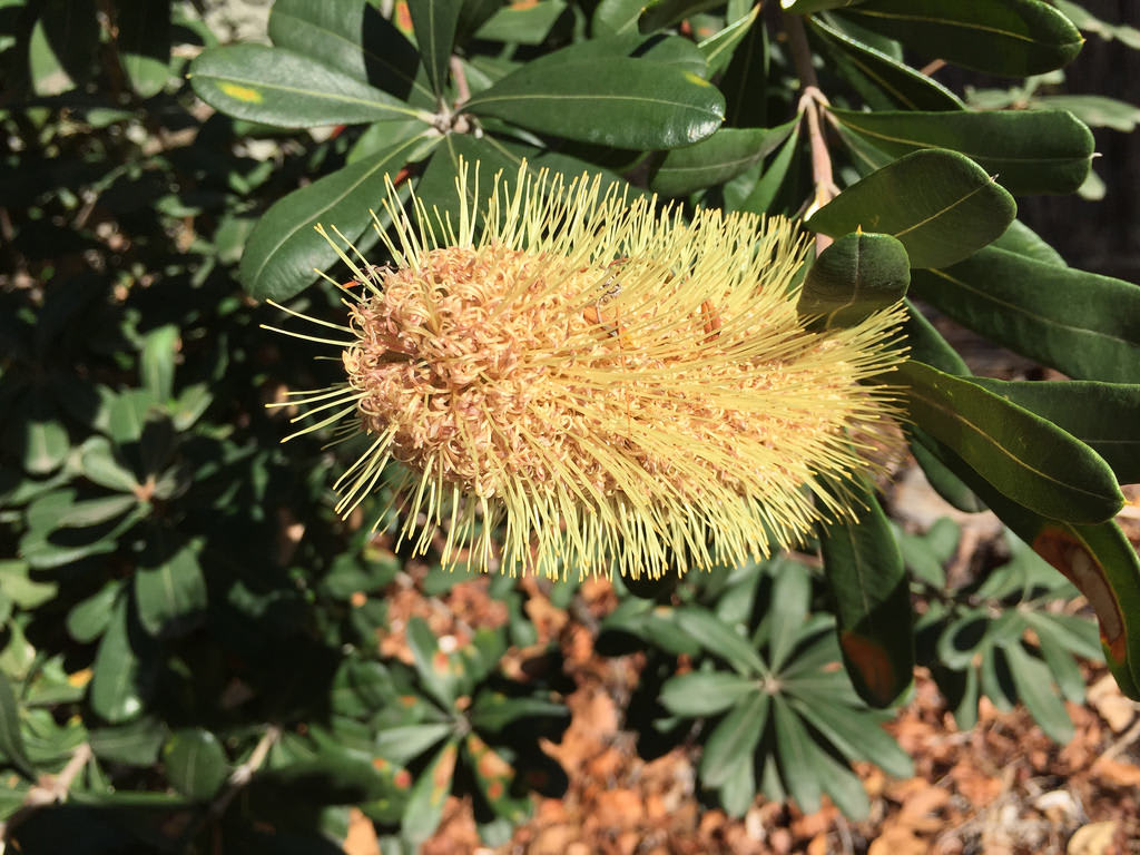Coast banksia (Banksia integrifolia) / Red Wolf