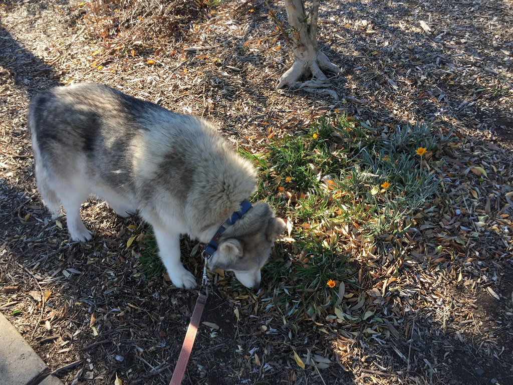 Strut / Red Wolf