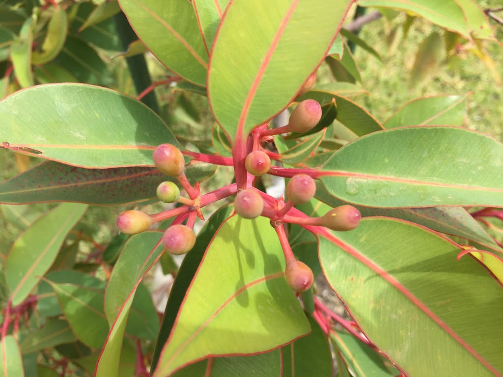 Gathering of ducks / Red Wolf
