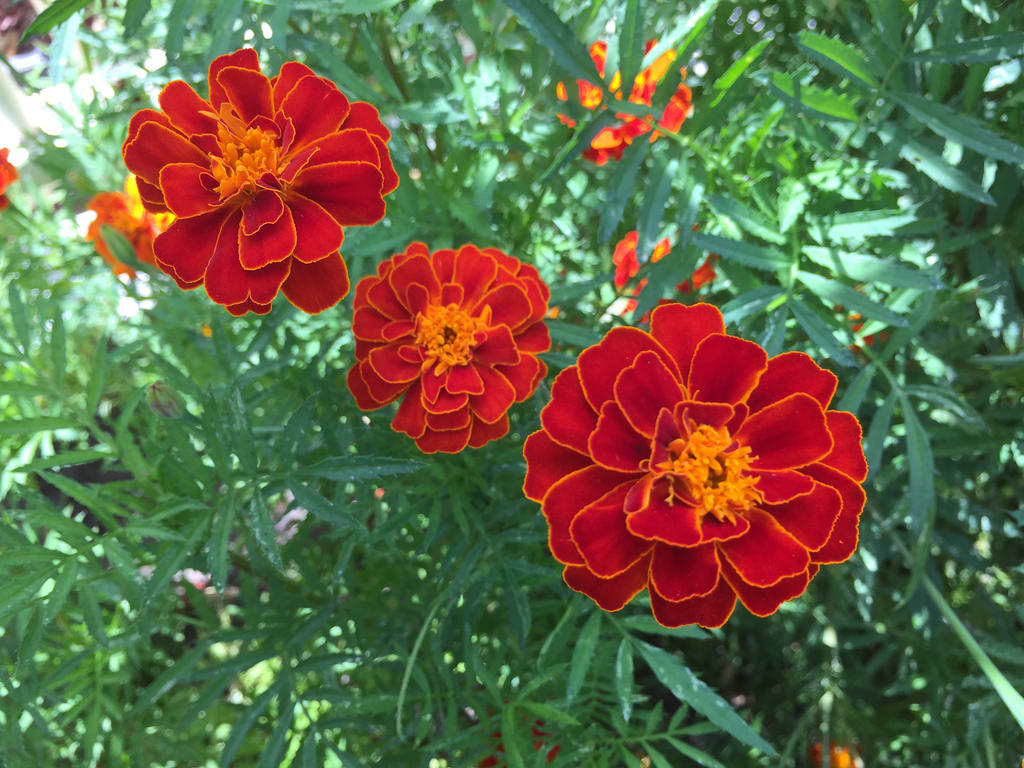 Pink Roses + Frangipani / Red Wolf
