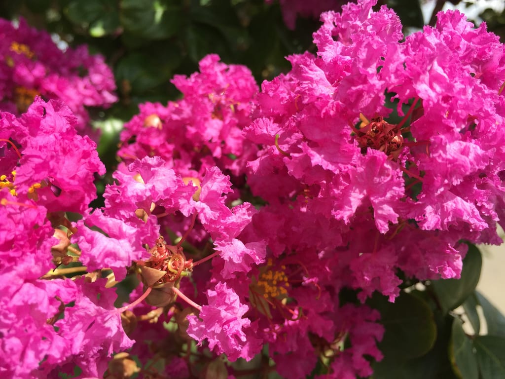 Pink Roses + Frangipani / Red Wolf