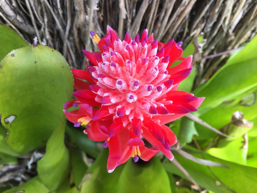 Bromeliad + Magnolia / Red Wolf