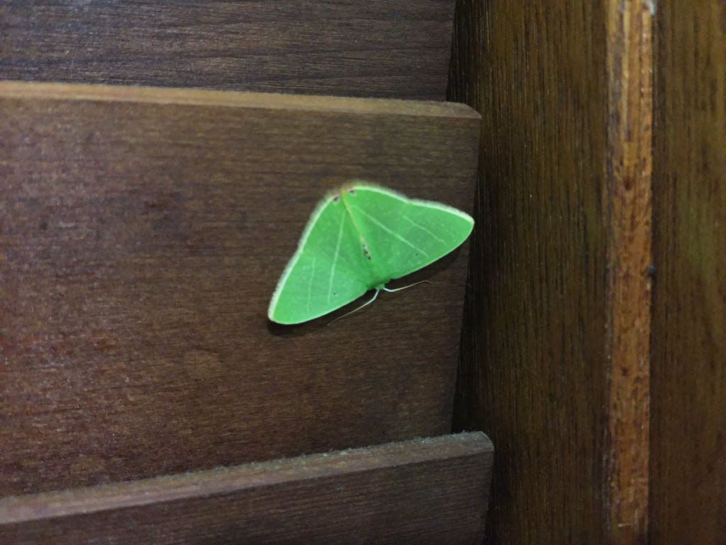 Mushrooms + Spider + Graffiti + Moth / Red Wolf