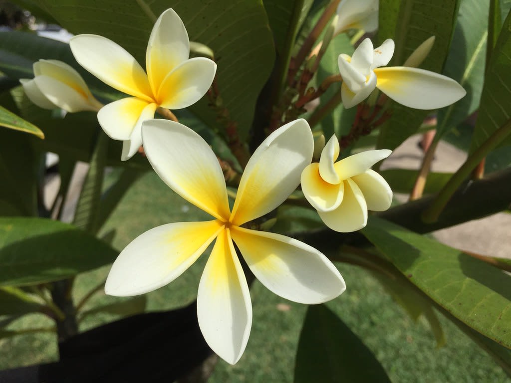 Mock orange + Frangipani / Red Wolf