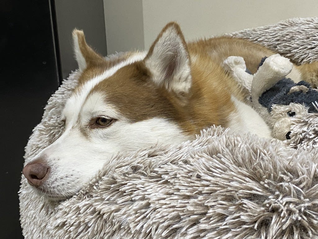 Comfort + Sleepy pod + One with the bed / Red Wolf