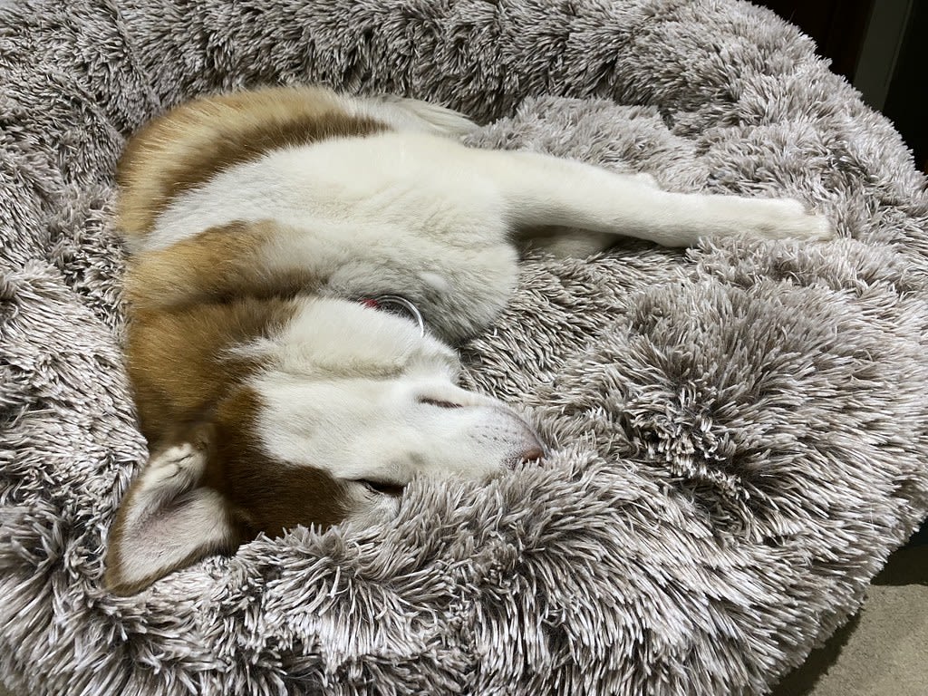 Comfort + Sleepy pod + One with the bed / Red Wolf