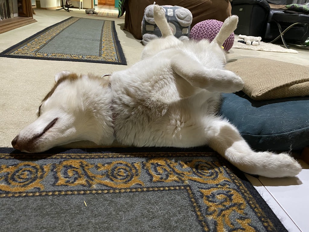 Disturbed + Missed / Red Wolf