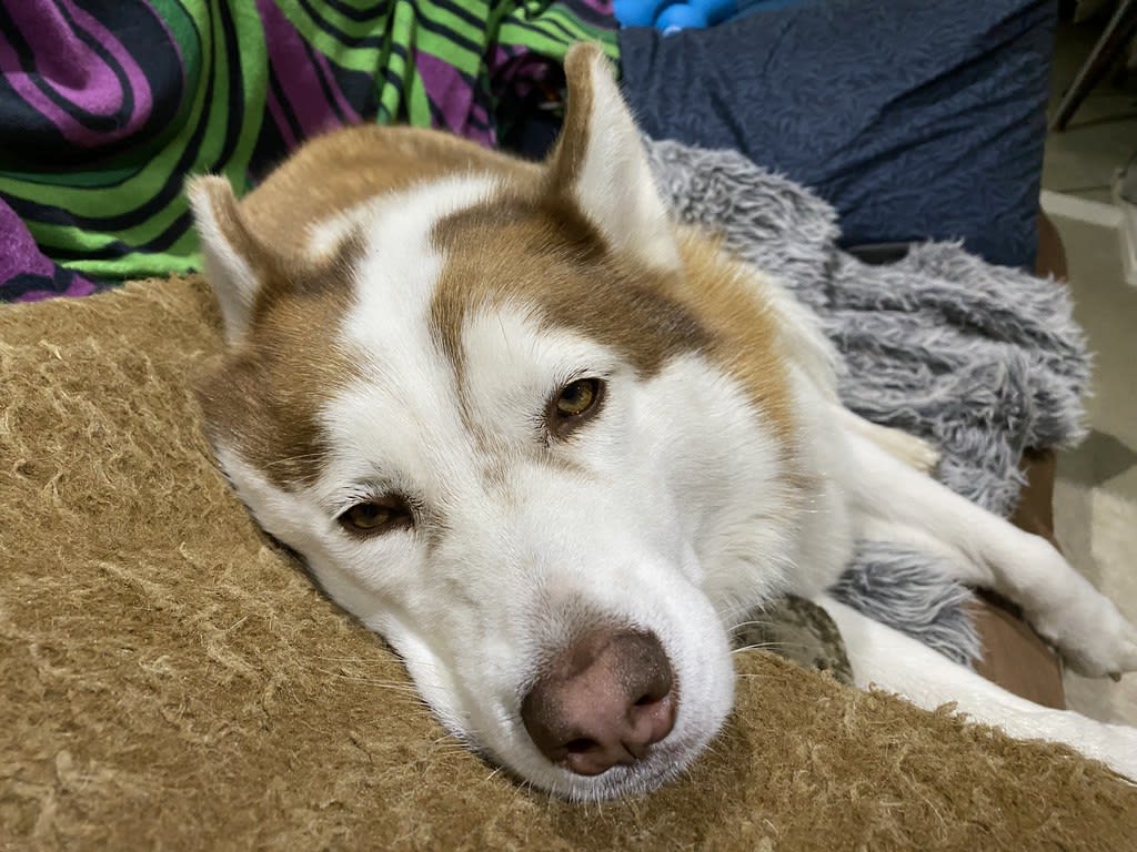 Disturbed + Missed / Red Wolf