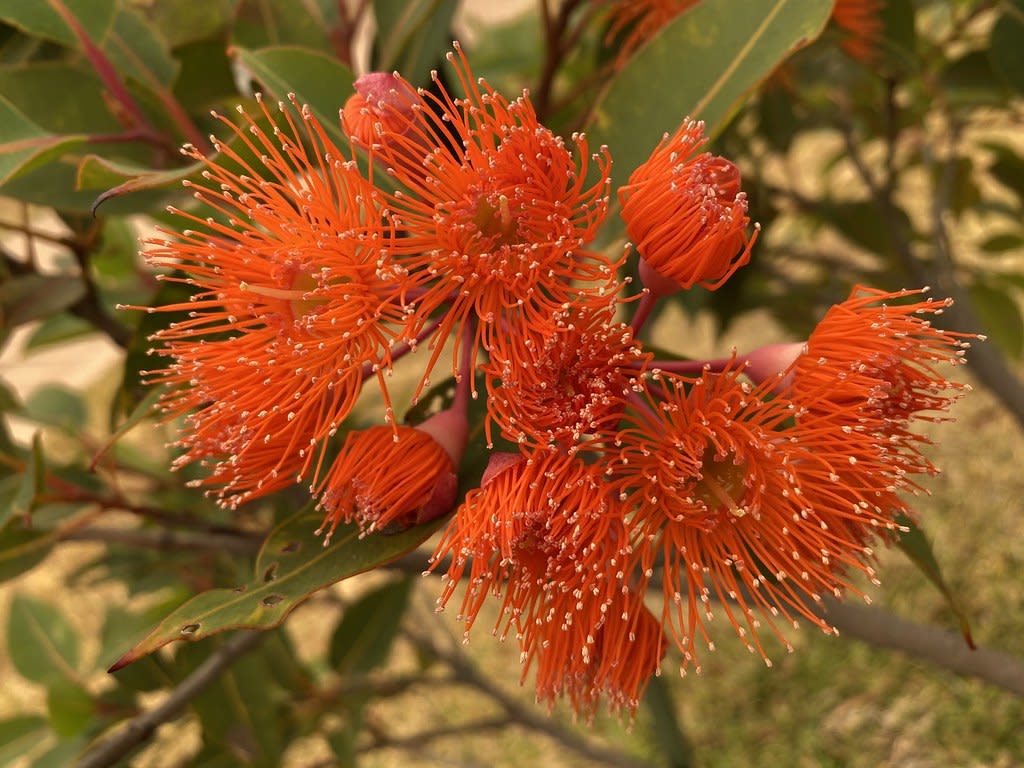 Orange flowering gum (Corymbia ficifolia) / Red Wolf