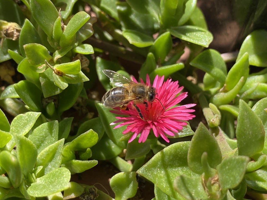 Bee on Aptenia cordifolia / Red Wolf