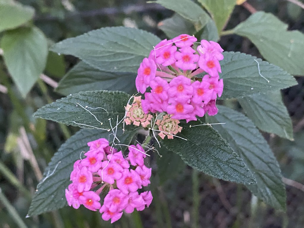 Pink Lantana (Lantana camara) / Red Wolf