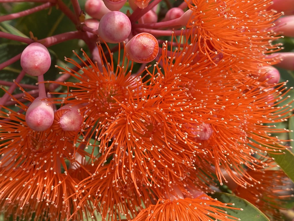 Ibis + Corymbia ficifolia / Red Wolf