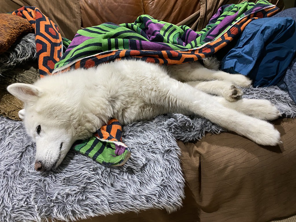 Lounge is mine / Red Wolf