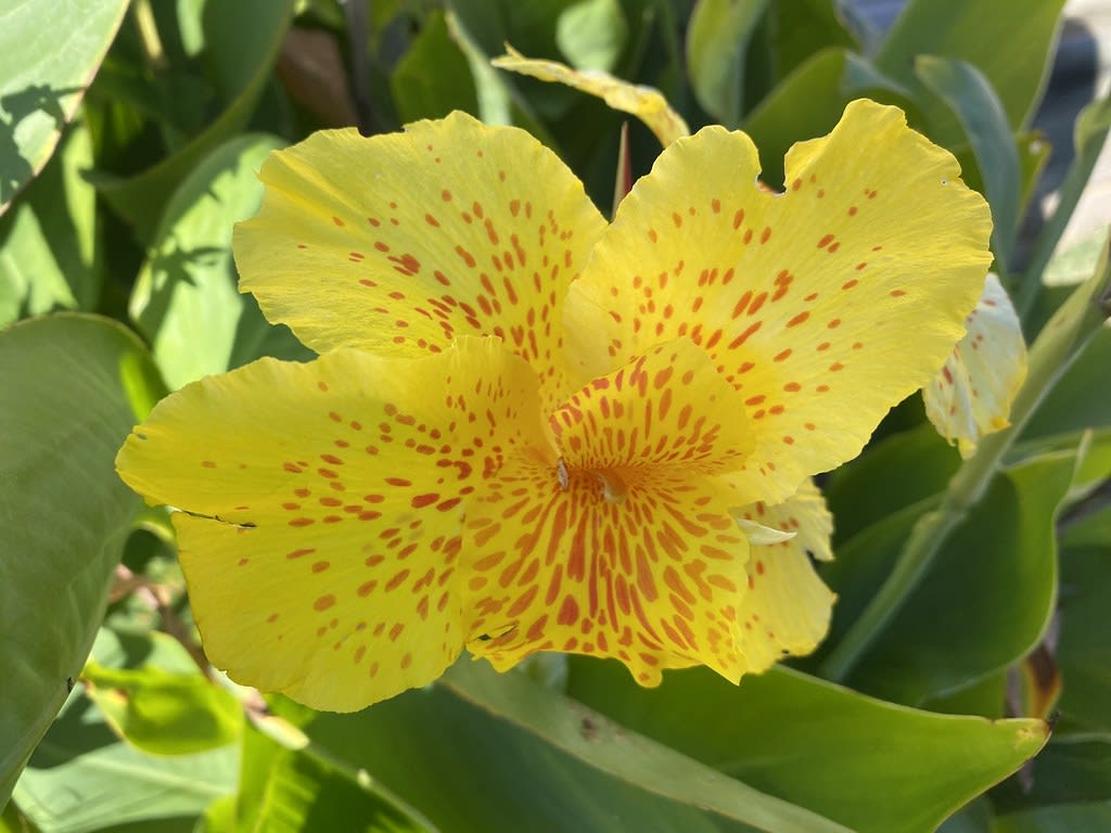 Canna lily / Red Wolf