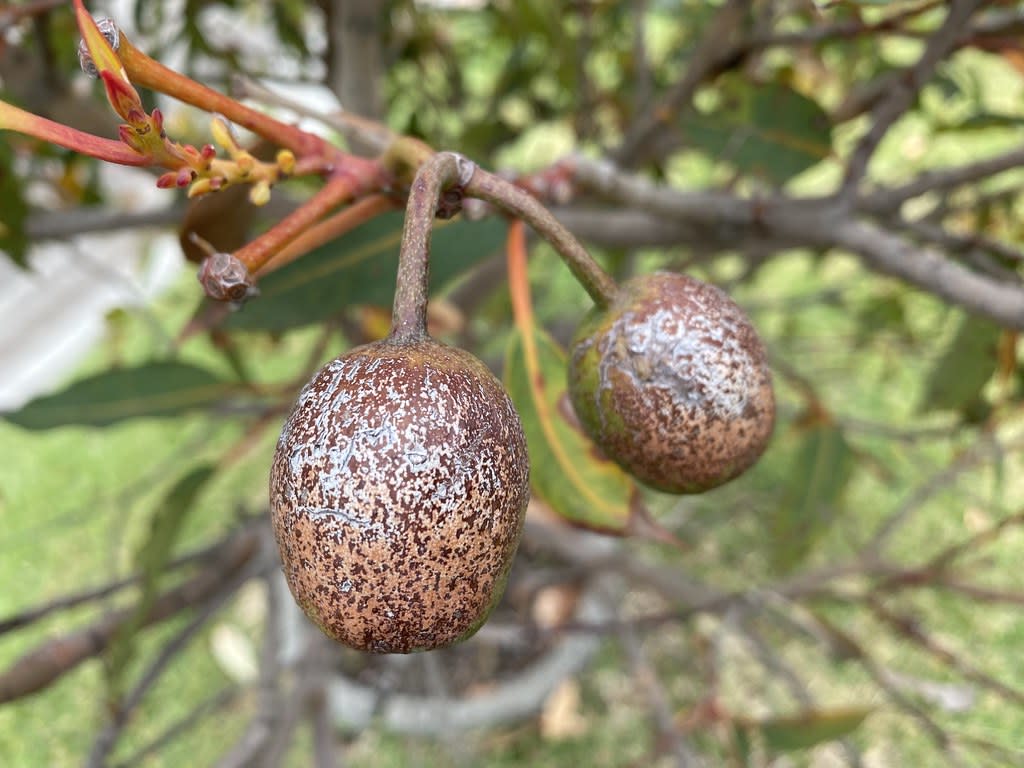 Orange flowering gum buds + gum nuts / Red Wolf