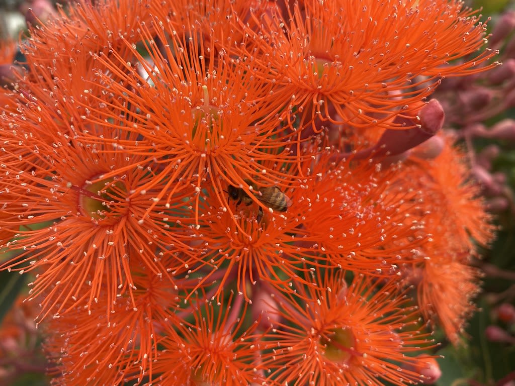 Orange flowering gum (Corymbia ficifolia) + Honey Bee / Red Wolf
