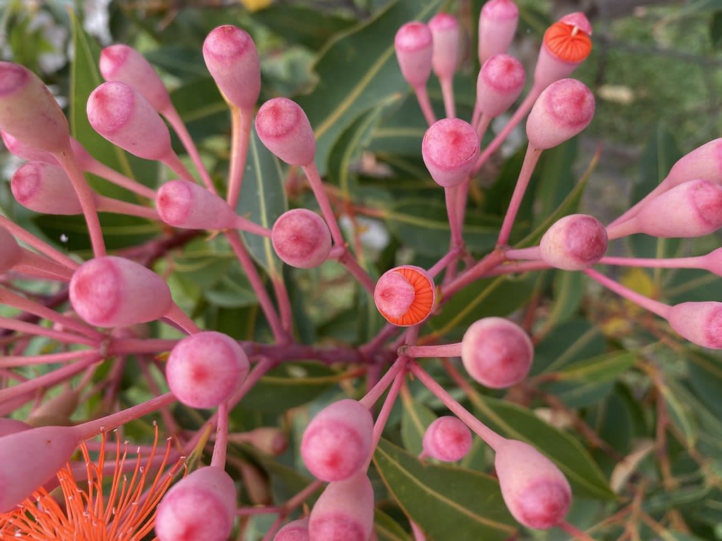 Orange flowering gum (Corymbia ficifolia) + Honey Bee / Red Wolf