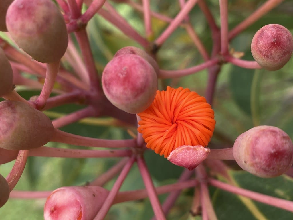 Orange flowering gum (Corymbia ficifolia) / Red Wolf