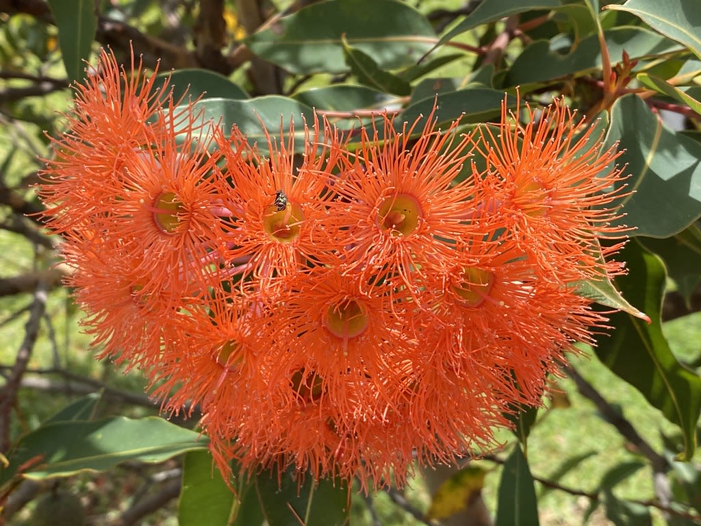 Flowering gum + plumbago + fern / Red Wolf