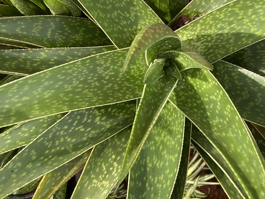 Aloe vera + Common Grass Blue / Red Wolf