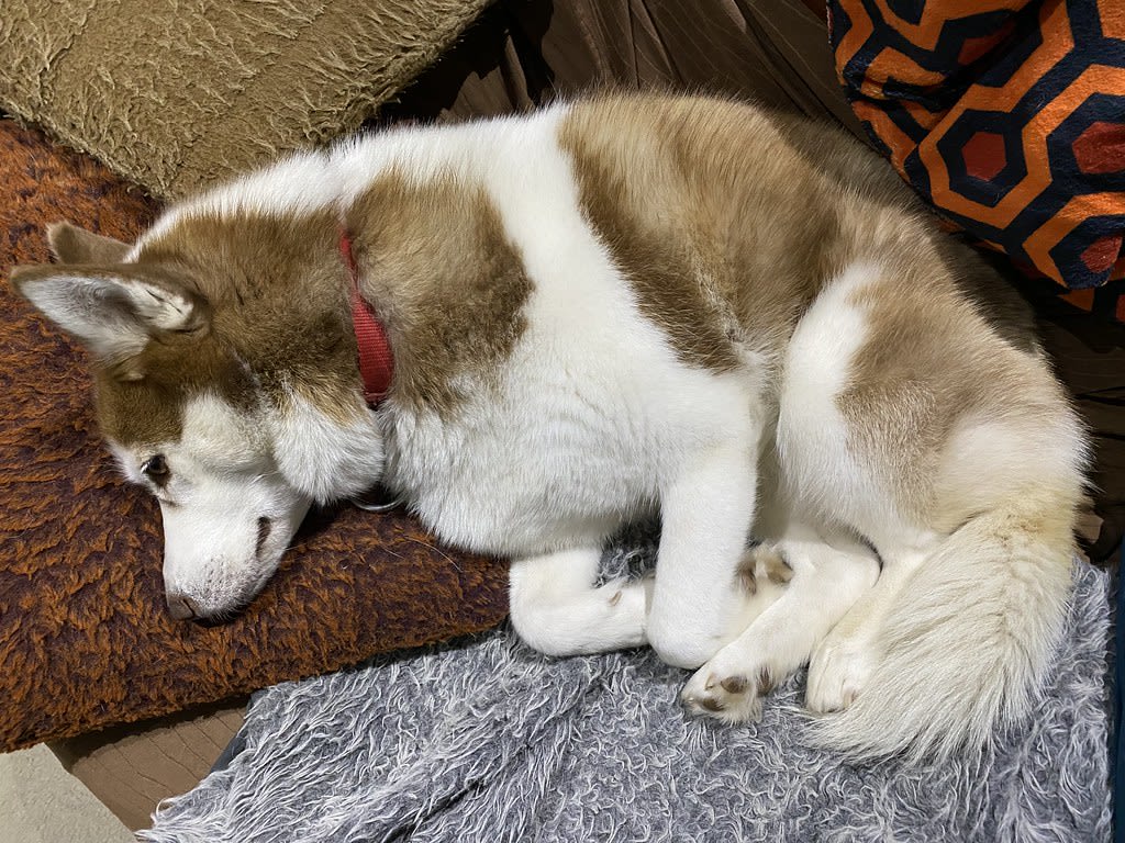Snuggled + Unfurled / Red Wolf