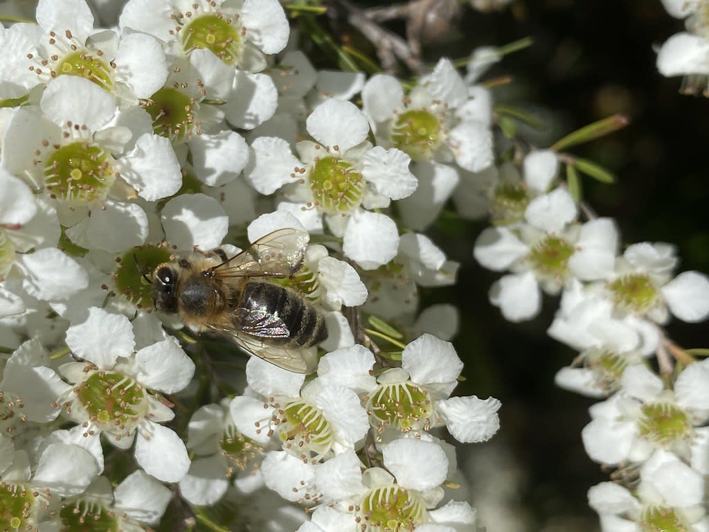 Bees / Red Wolf