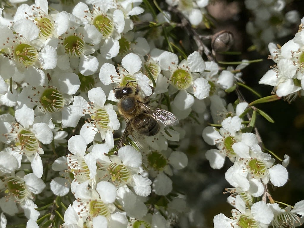 Bees / Red Wolf