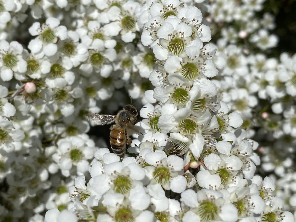 Bees / Red Wolf