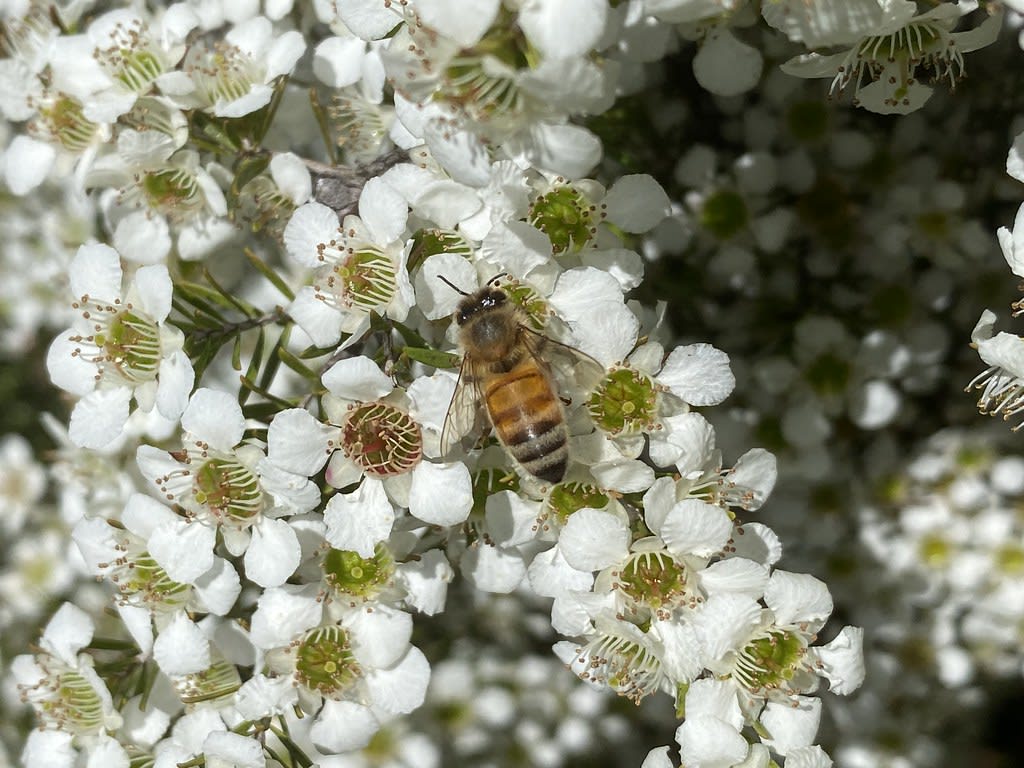 Bees / Red Wolf