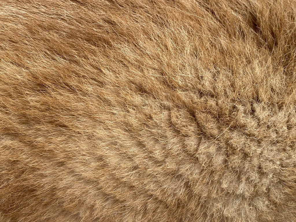 Orange + Moss + Magnolia / Red Wolf