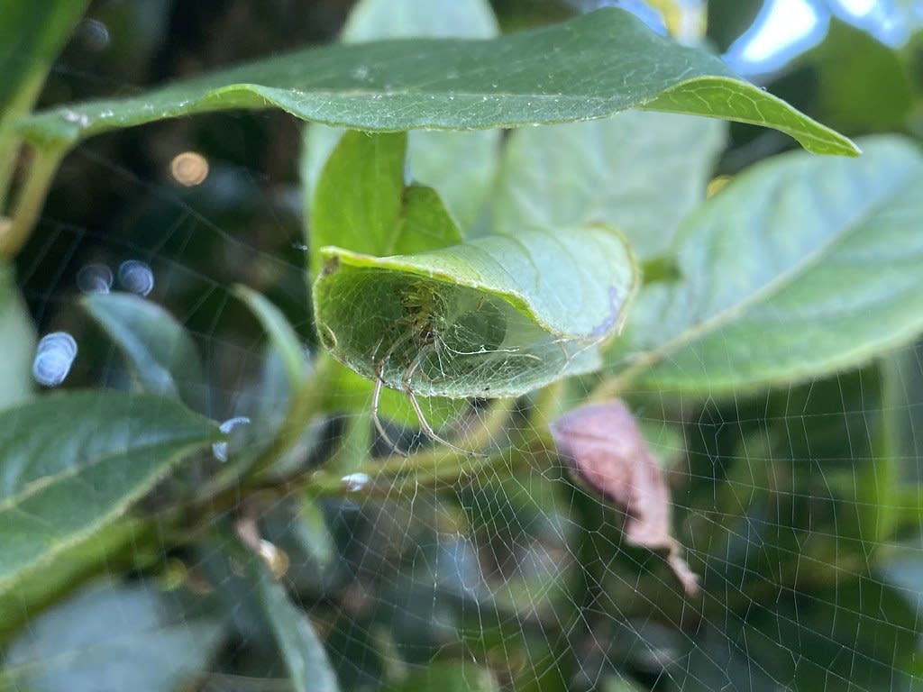 Leaf-curling spider (Phonognatha graeffei) / Red Wolf