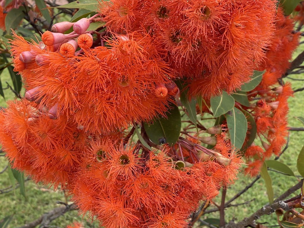 Orange flowering gum (Corymbia ficifolia) / Red Wolf