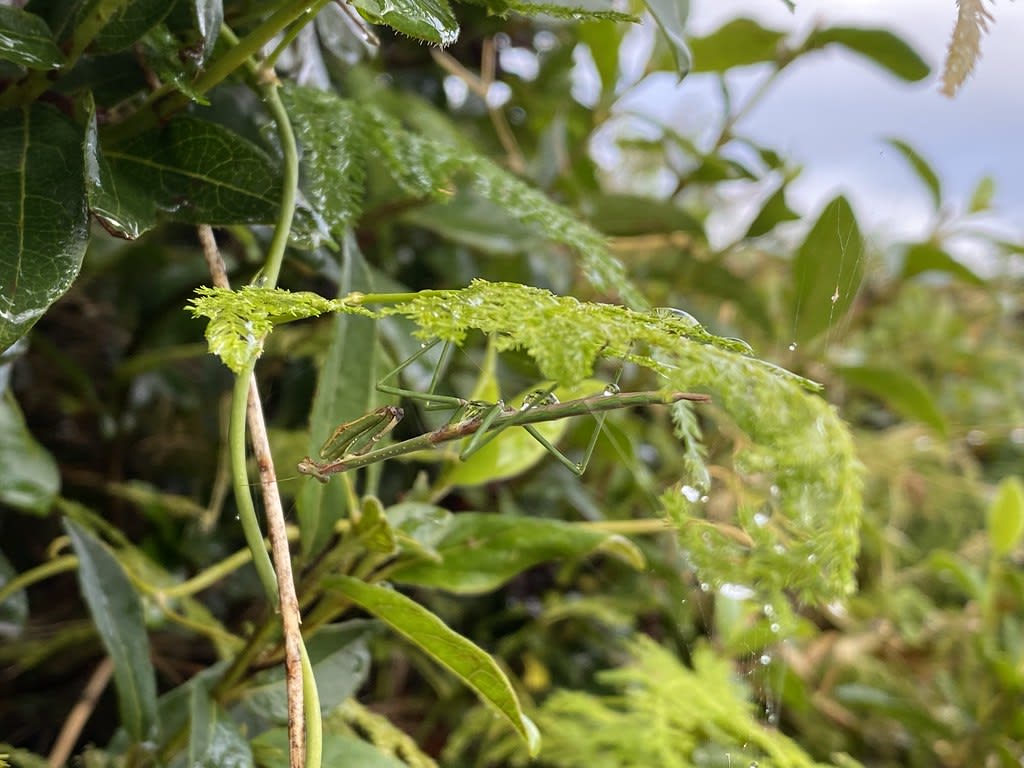 Mantis + spider / Red Wolf