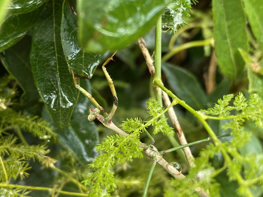 Mantis + spider / Red Wolf