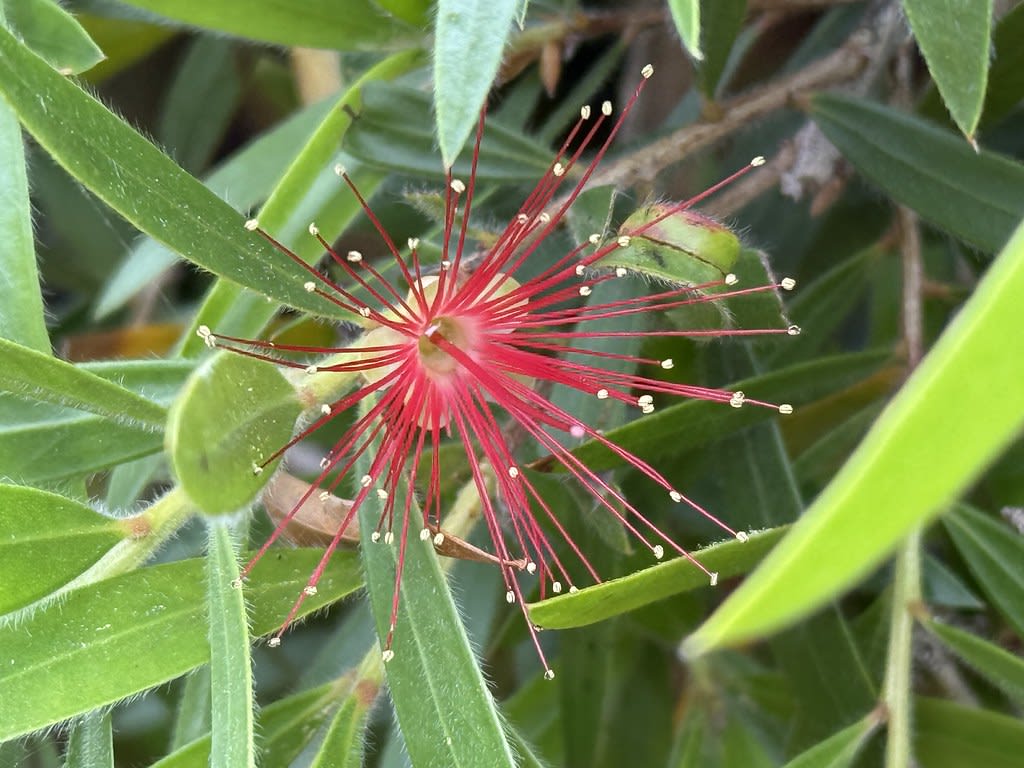 Bottlebrush + Skinks / Red Wolf