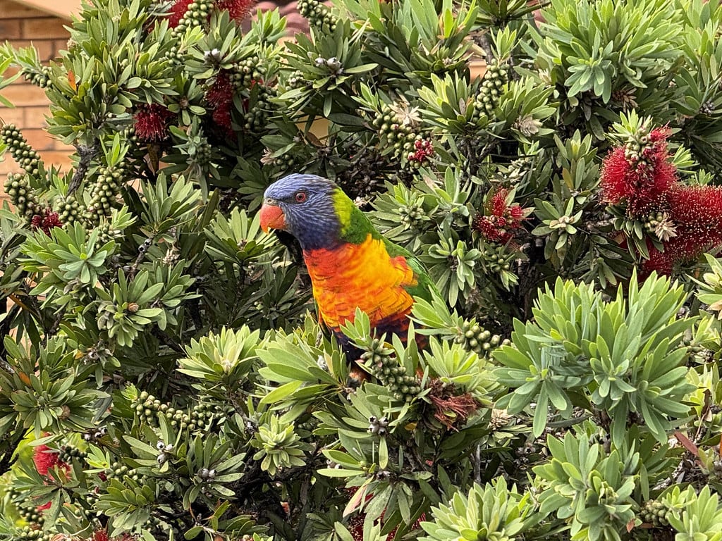 What are you looking at? / Red Wolf