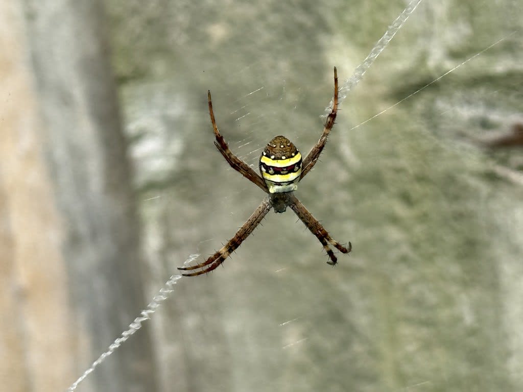 St Andrew’s Cross Spider (Argiope keyserlingi) / Red Wolf