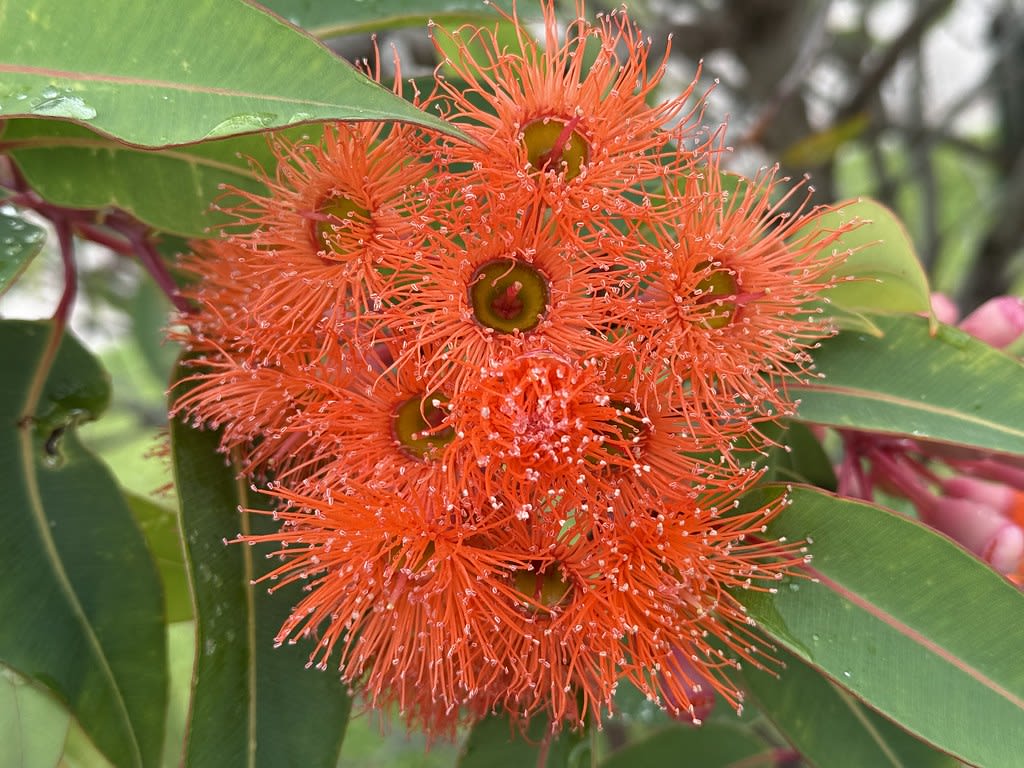 Orange flowering gum (Corymbia ficifolia) / Red Wolf
