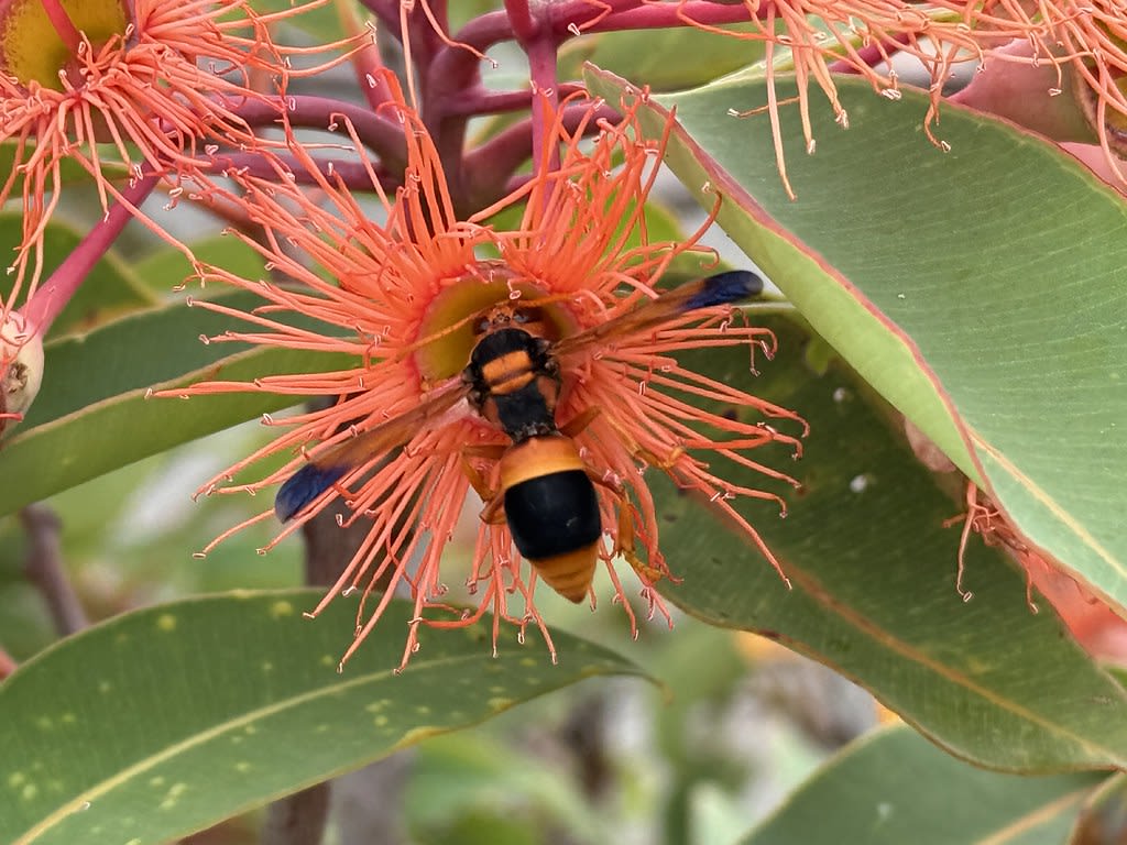 Ibis + Gum + Hornet / Red Wolf