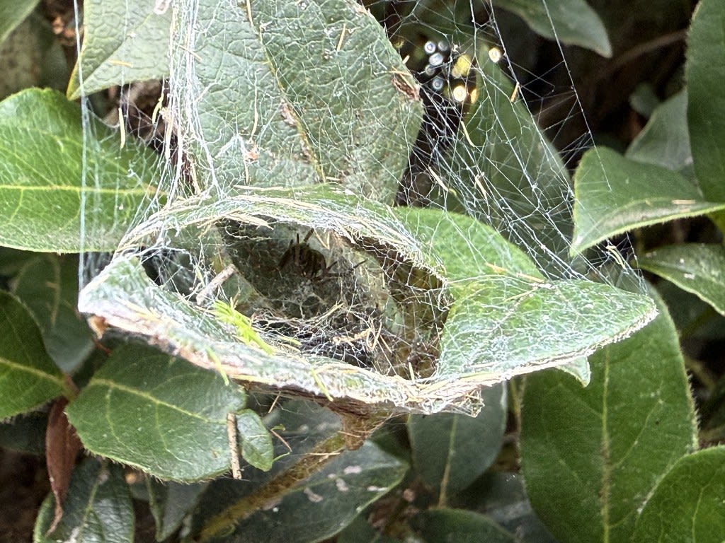 Leaf house + Lynx spider / Red Wolf