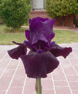 20041027_IrisBlackout01_DavesGarden