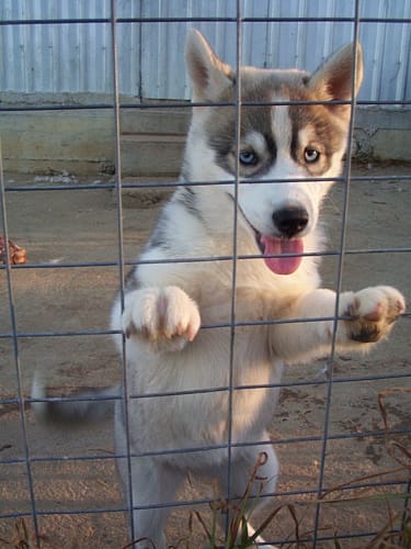 20030727_SonjaHuskyPup03