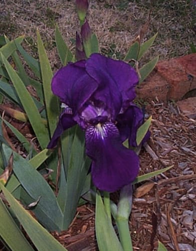 20030831_Iris02_edit