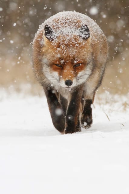 Snow Fox / Roeselien Raimond