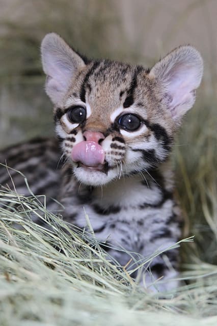 Aztec, Ocelot Kitten / Cameron Park Zoo