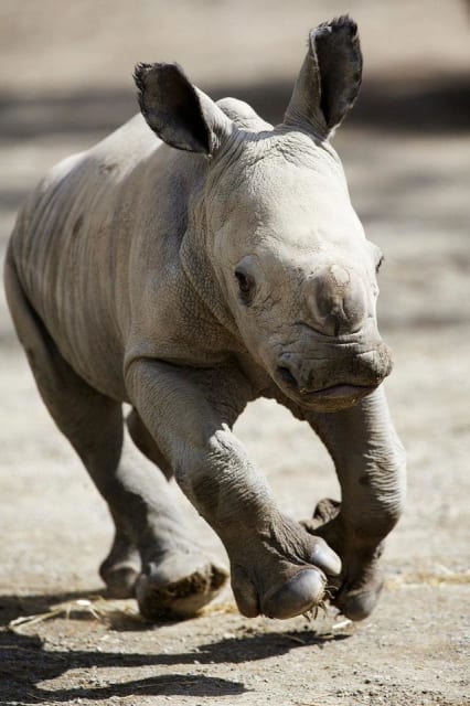 Southern White Rhinoceros / Dublin Zoo