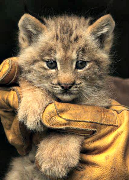 Canadian Lynx Triplets / Zoo Brno