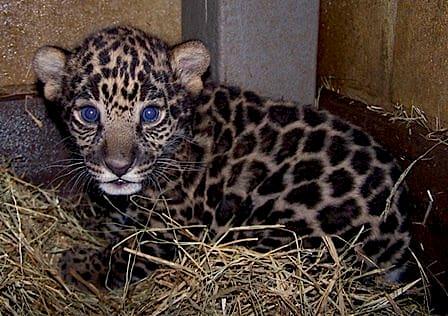Jaguar Cub / Brevard Zoo