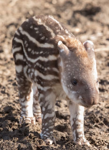 Inca, Brazilian Tapir / Howletts Wild Animal Park