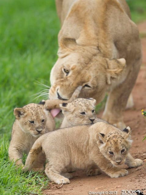 Five Lion Cubs / Monarto Zoo